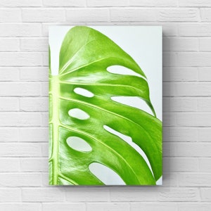Monstera Deliciosa Canvas Print