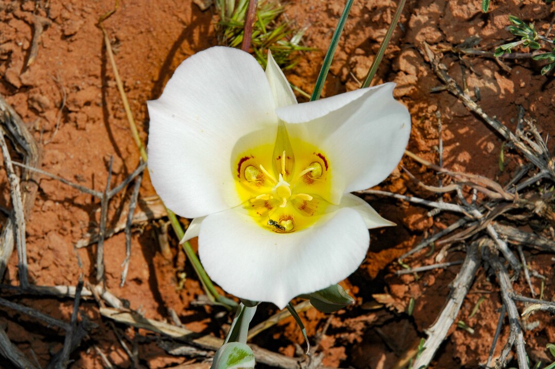 Sego Lily at Capitol Reef National Park Desert Flower Photo Etsy
