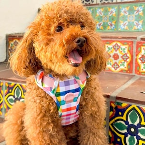 Gingham Rainbow Dog Harness