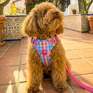 May include: A small, brown poodle wearing a colorful plaid harness and a pink leash sits on a terracotta tile patio. The dog looks upward, with a background of lush greenery, flowering plants, and a white building.
