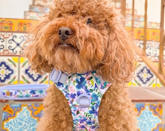 May include: A small, light brown poodle wearing a blue and white floral dog harness. The harness has a light blue adjustable strap and a floral pattern with pink, purple, and blue flowers.