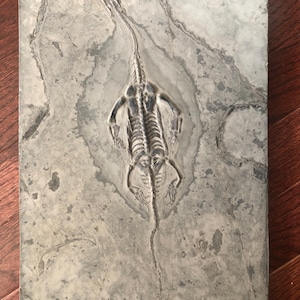 Keichousaurus fossil-8-Fossil Collection
