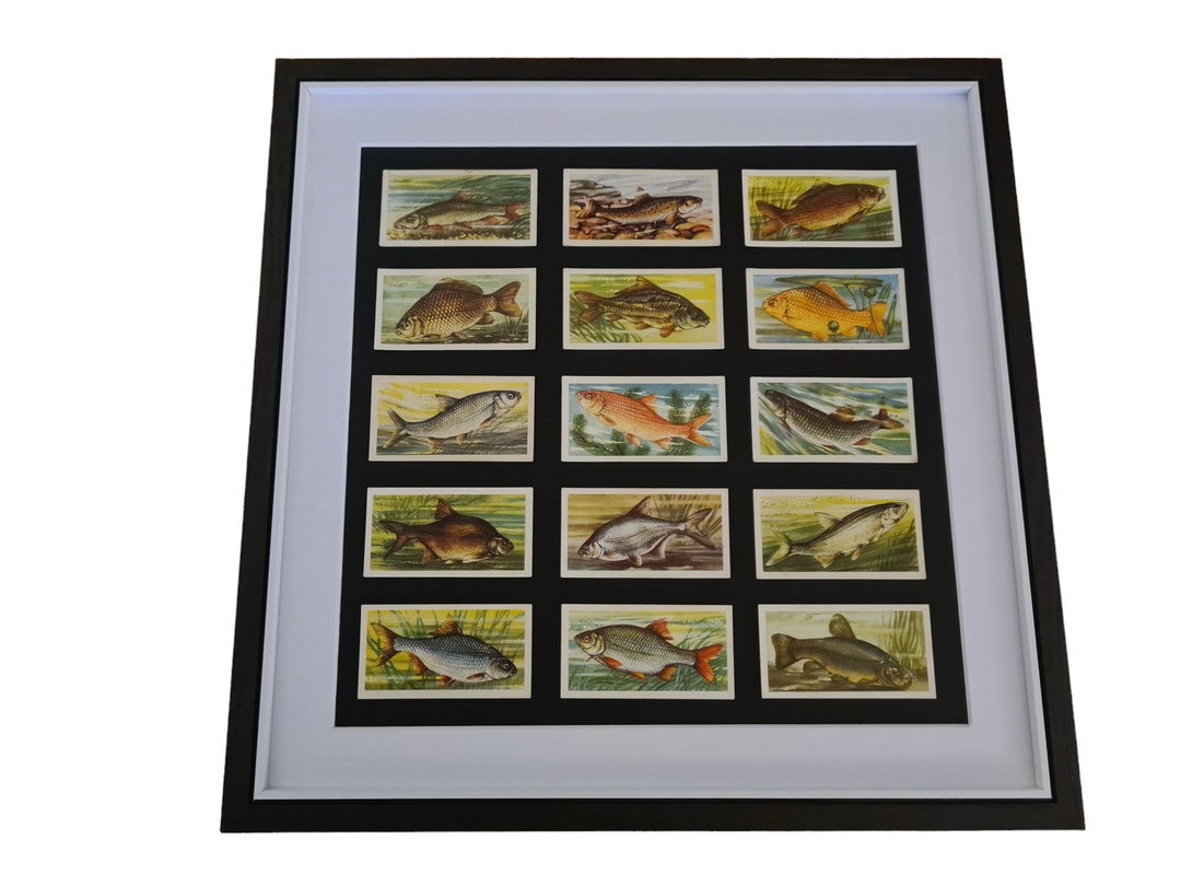 1960 Brooke Bond Tea Card Selection Freshwater Fish Selection Etsy