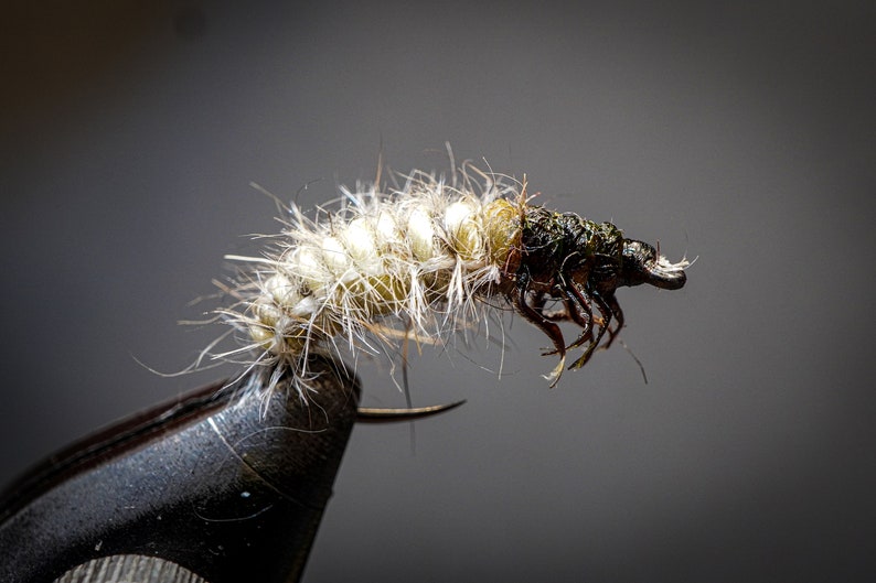 Fly Fishing Caddisfly Larva Limnephilidae Realistic Trout, Grayling