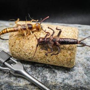 Fly fishing - Realistic Stonefly - Trout, grayling, barbel