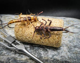 Realistic Style Stonefly Nymphs - Etsy 日本