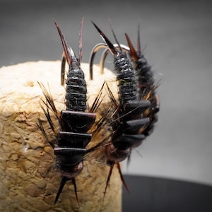 Fly fishing - Stonefly nymph- Trout, grayling, barbel