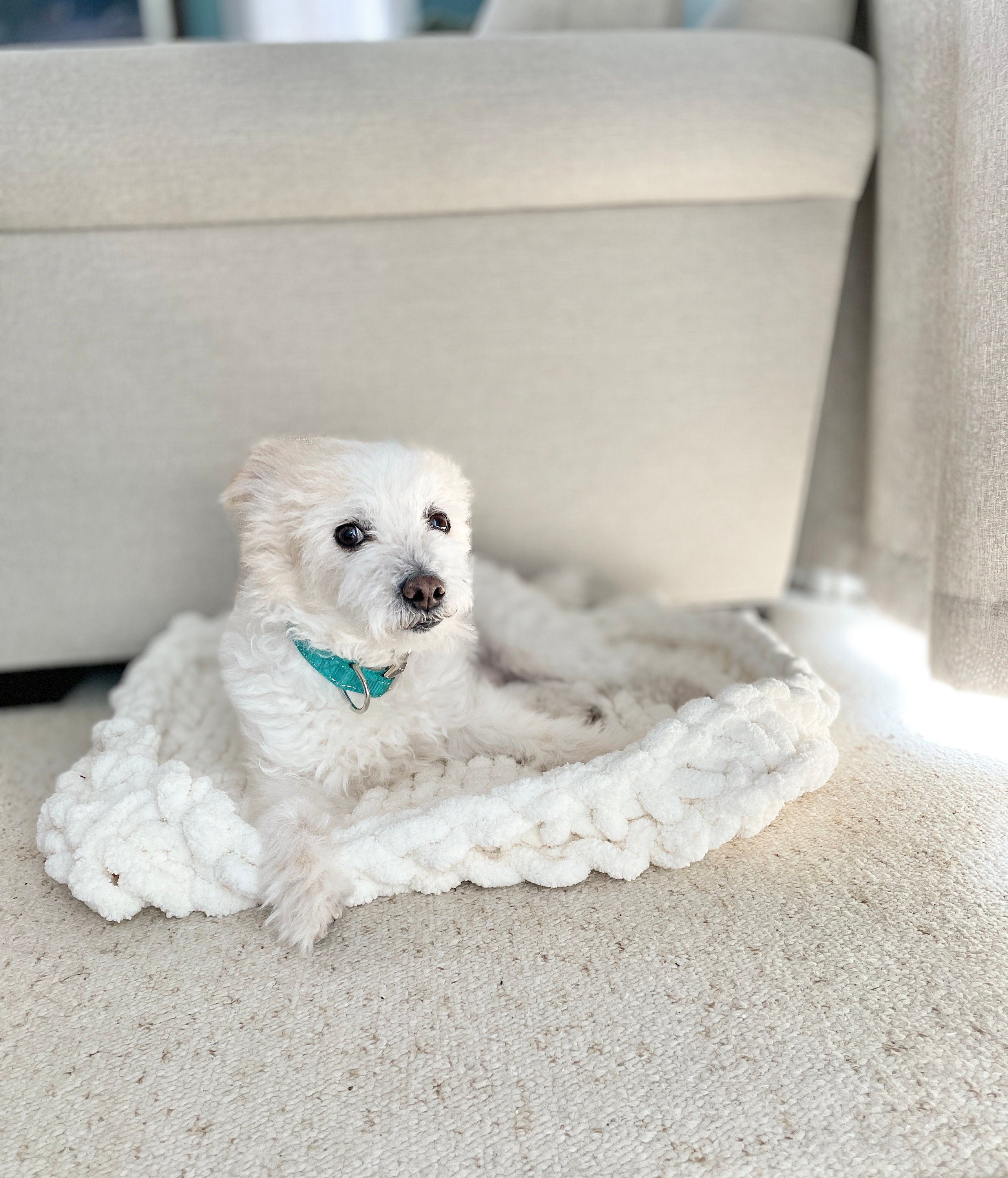 Dog Bed, Small Dog Bed, Pet Bed, Chunky Chenille Yarn, Hand Knit, Solid