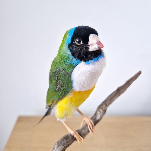 Véritables plumes d'oiseaux empaillées - Taxidermie de pinson jaune (Erythrura gouldiae) - Animaux empaillés - Livraison gratuite dans le monde entier