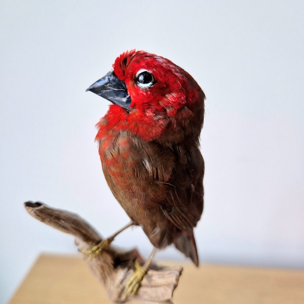 Véritables plumes d'oiseau empaillées - Crimson Seedcracker Female (Pyrenestes sanguineus) - Animaux empaillées - Cadeau fait main - Décoration d'intérieur