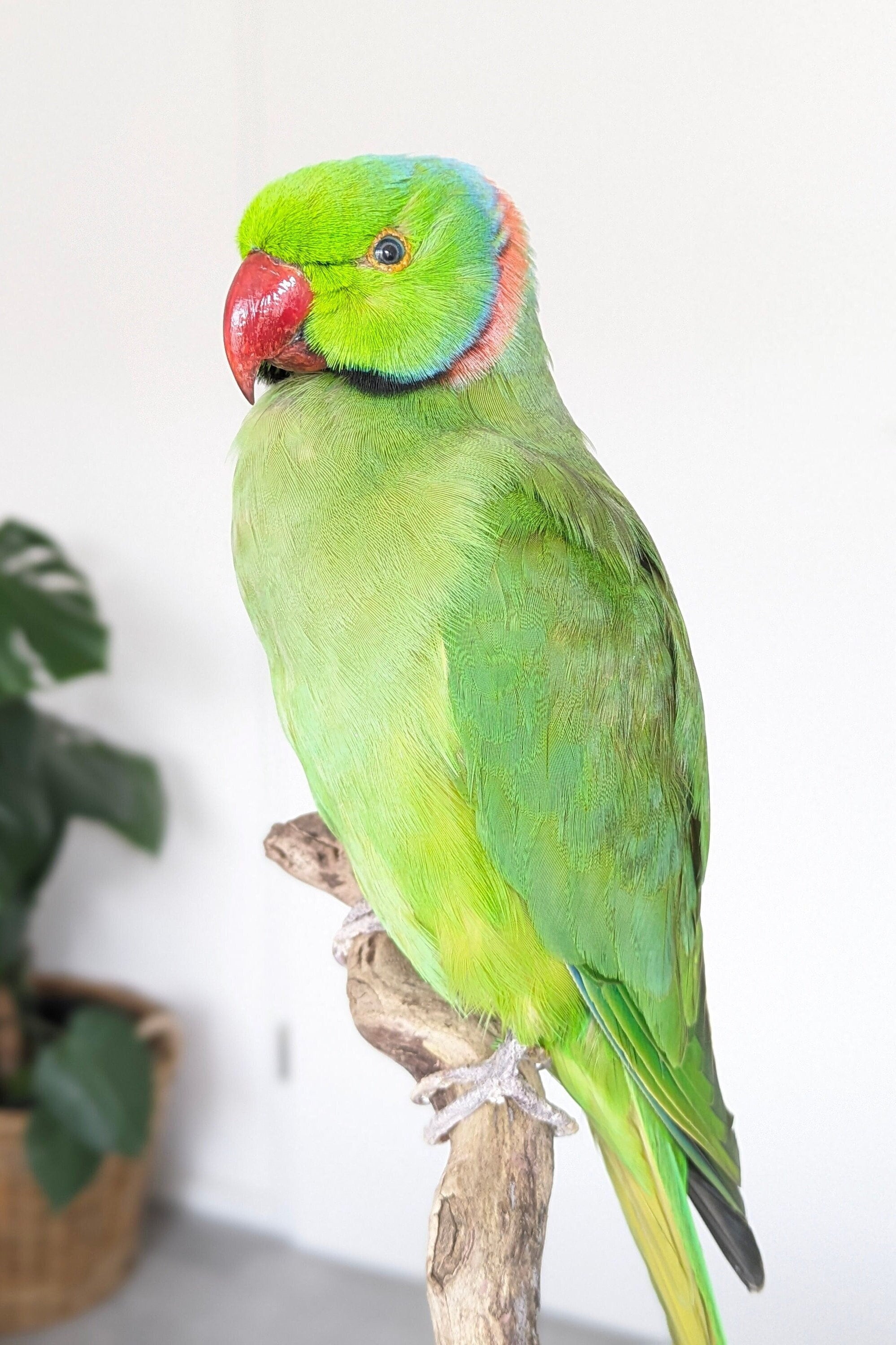 Taxidermy Bird Feathers Ringneck Parrot/ Rose-ringed Parakeet
