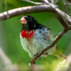Curious Rose-Breasted Grosbeak, Bird Photography, Bird Lovers Gift Birding Gift North American, Michigan Birding Gift, Nature Photographs