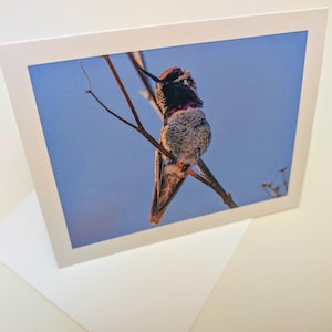 Anny Hummingbird Photography Karta z pozdrowieniami Prezent papeterii Ptaki Ameryki Północnej Prezenty świąteczne Karty świąteczne Puste karty Prezenty dla obserwatorów ptaków