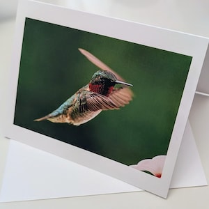 Rubinkehlkolibri Fotografie Grußkarte Briefpapier Geschenk Nordamerikanische Vögel Weihnachtsgeschenke Urlaub Blanko Karten Vogelbeobachter Geschenke
