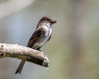 Östlig Phoebe fångar en bålgeting, fågelfotografi, present till fågelälskare fågelskådningspresent nordamerikansk fågel, Michigan fågelskådningspresent