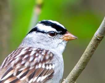Weiß-Gekrönter Spatz Nahaufnahme, Vogel-Fotografie, Vogel-Liebhaber-Geschenk Vogelbeobachter-Nordamerikaner-, winziger Spitzensperling-Michigan-Birding-Geschenk, Naturfotografien