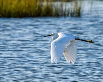 Die Shorebird Sammlung, Vogel-Fotografie, Geschenk für Vogel-Liebhaber Birding Geschenk Nordamerikanischer Vogel, Wohnkultur Geschenk, Reiher, Reiher, Strandläufer