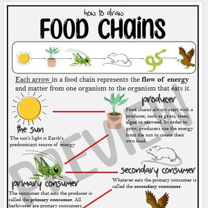 How to Draw Food Chains Poster Biology Diagrams