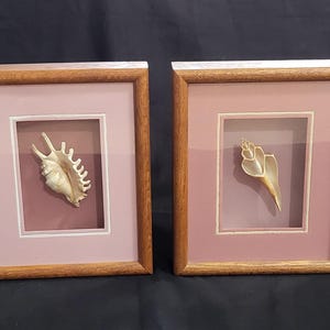 May include: Two framed seashells, one with a spiky shell and the other with a smooth, pointed shell. Both are displayed on a pink background with a wooden frame.