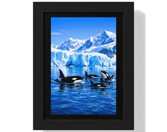 Póster vertical enmarcado de una manada de orcas en aguas árticas / Impresión de orcas en el glaciar