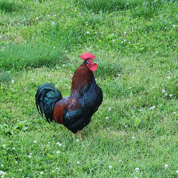 red rooster crowing. multicolored