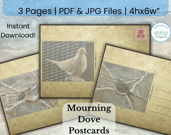 Mourning Dove Printable Postcards | Nature Junk Journal Ephemera | Winter Dove Photo
