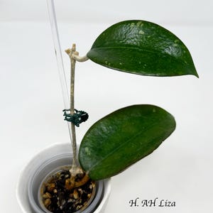 Hoya AH Liza (Rare Hoya) #210