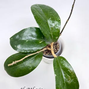 Hoya AH 2629 (Rare Hoya) #196