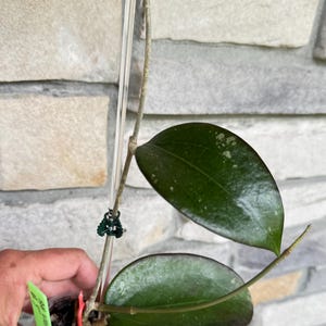 Hoya AH Liza #5 (Rare Hoya)