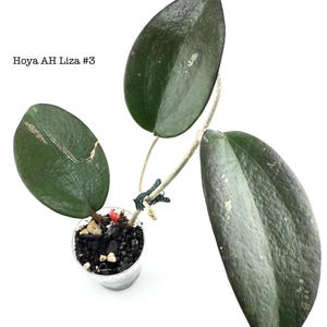 Hoya AH Liza #3 (Rare Hoya)