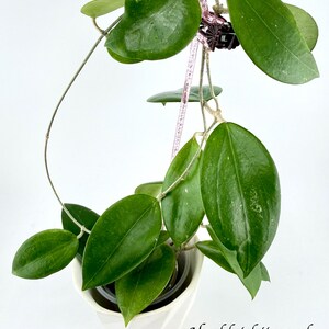 Hoya aldrichii x unk (Rare Hoya) #214