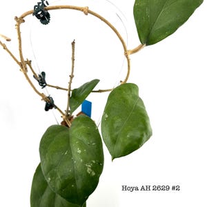 Hoya AH 2629 #2 (Rare Hoya)