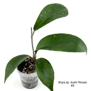 Hoya sp. Aceh Venasi #3 (Rare Hoya)