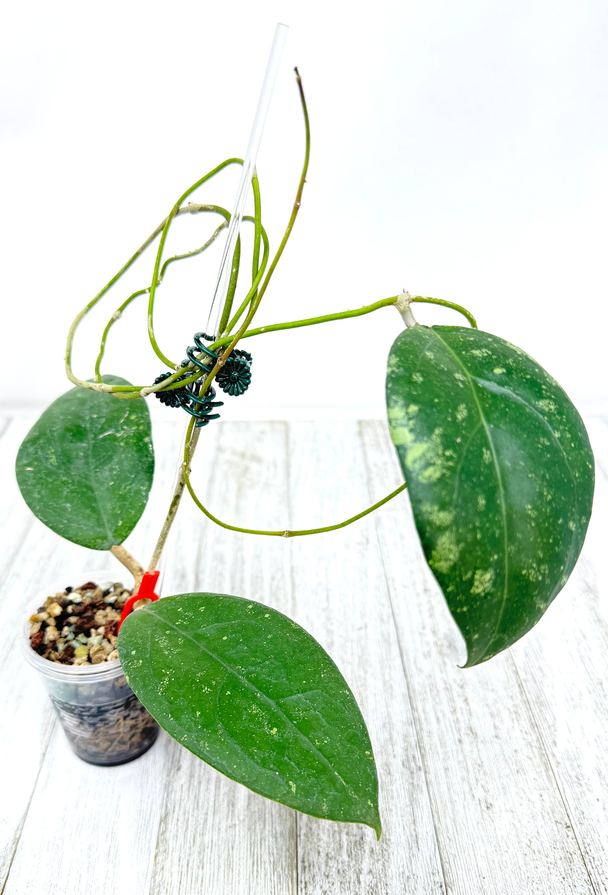 激安通販の Wayang Verticillata Hoya (rare Etsy - Hoya) その他観葉植物