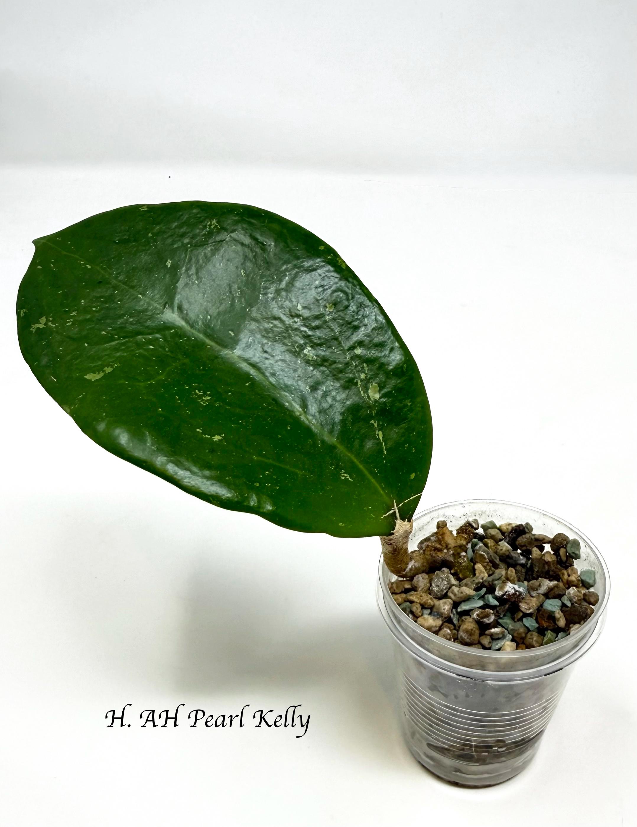 Hoya AH Pearl Kelly (rare Hoya) #192 - Etsy