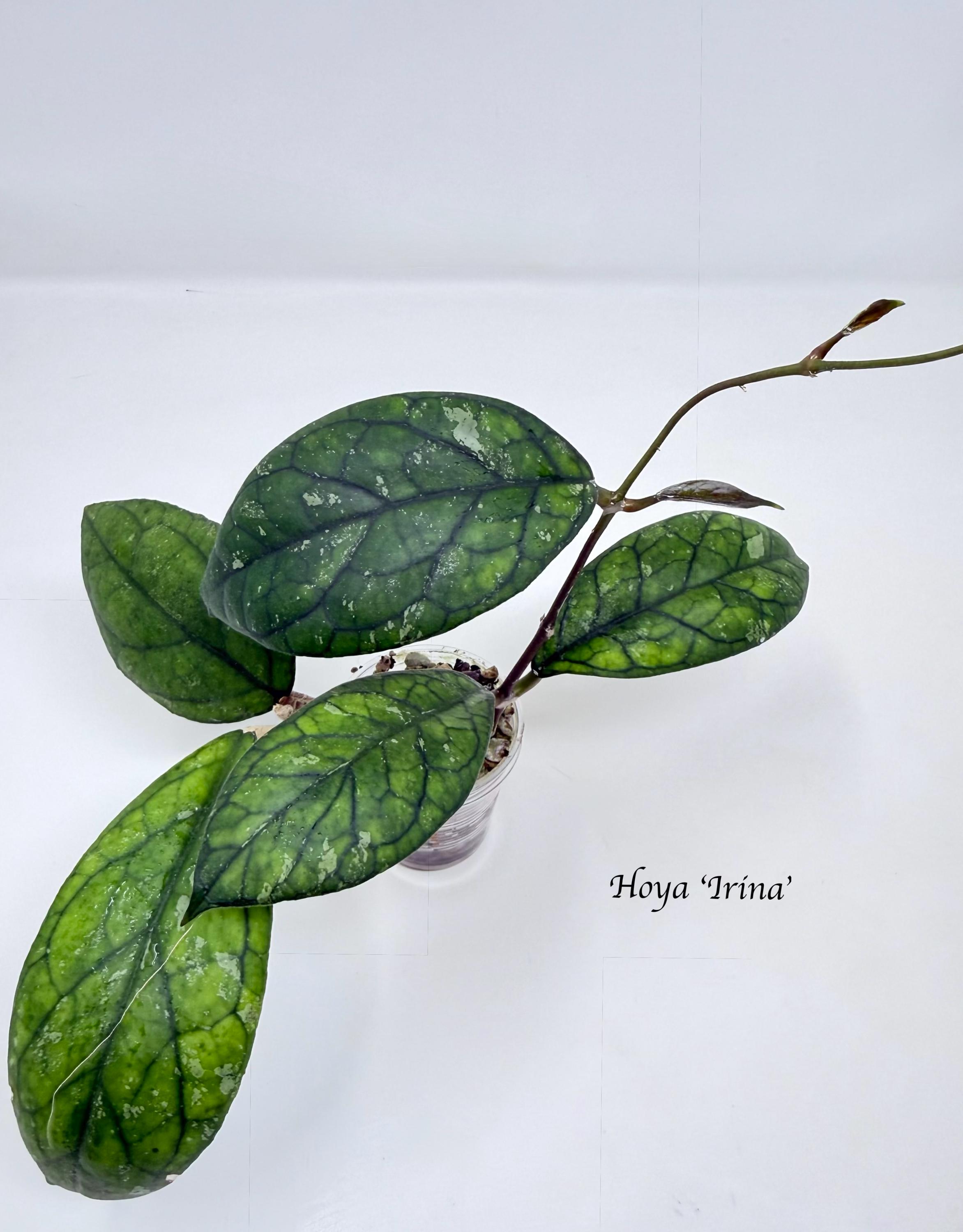 Hoya 'irina' (rare Hoya) - Etsy