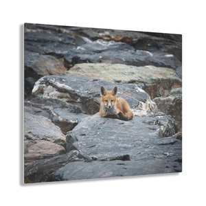 May include: A young red fox with white markings on its chest and face is lying on a bed of gray rocks. The fox is looking directly at the camera.