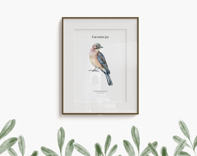 Poster de geai eurasien, illustration d'observation d'oiseaux, illustration de la nature et des animaux, impression d'art nature, identification scientifique