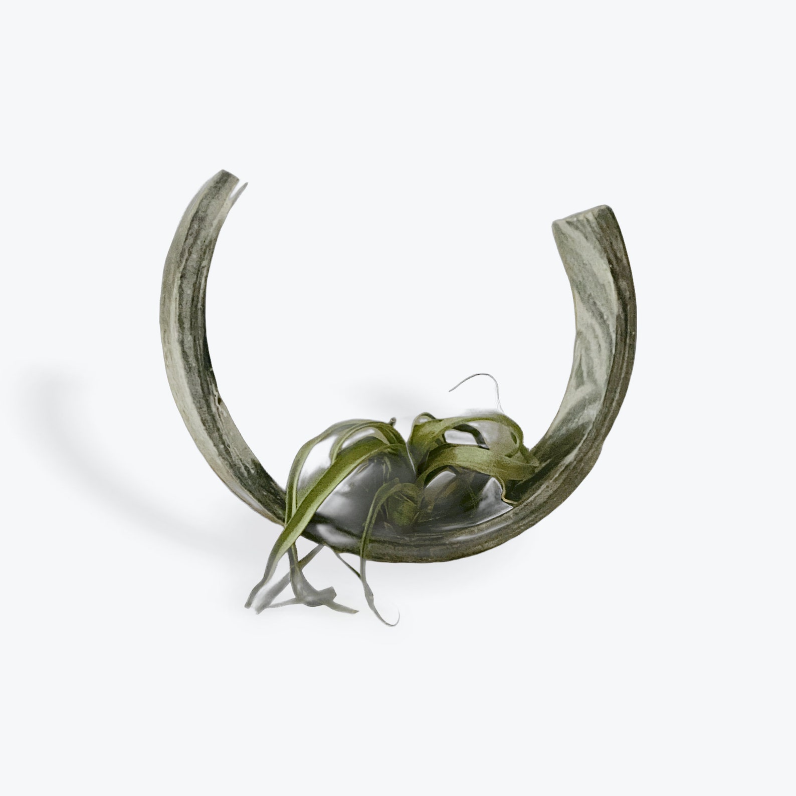 Air Plant Display With Air Plant Etsy