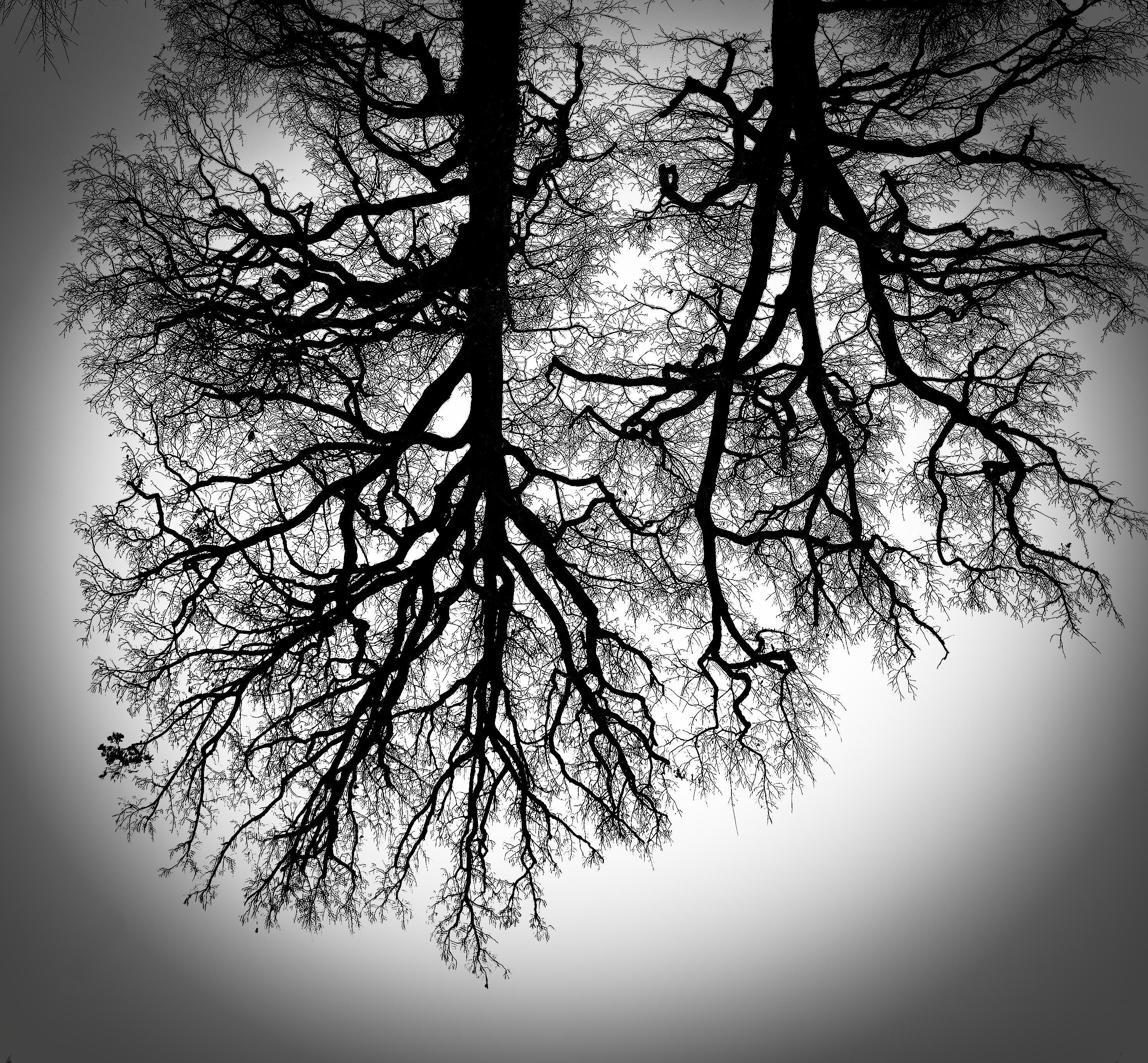 Black and White Tree Silhouette Print – Minimalist Nature Wall Art ...