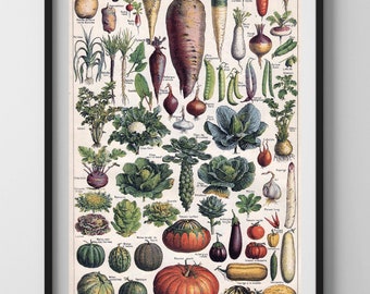 May include: Vintage botanical illustration featuring a variety of vegetables, including carrots, onions, pumpkins, and cabbages. The illustration is in a detailed, realistic style with vibrant colors and intricate details. The vegetables are labeled in French.