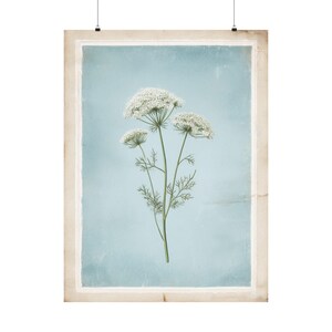 Impresión botánica de encaje de la Reina Ana / Ilustración vintage / Arte de herbario antiguo / Decoración de fondo azul / Arte mural rústico / Regalo floral