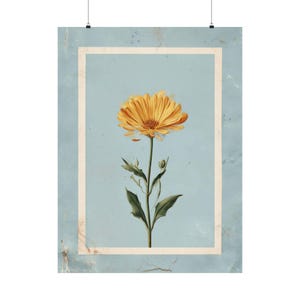 Impresión botánica de caléndula / Ilustración floral vintage / Arte de herbario antiguo / Decoración de fondo azul / Arte mural rústico / Regalo floral