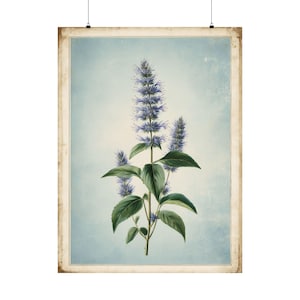 Impresión botánica de hisopo de anís / Ilustración floral vintage / Arte de herbario antiguo / Decoración de fondo azul / Arte mural rústico / Regalo floral