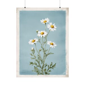 Impresión botánica de manzanilla / Ilustración floral vintage / Arte de herbario antiguo / Decoración de fondo azul / Arte mural rústico / Regalo floral