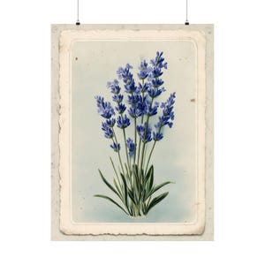 Impressão botânica de lavanda | Ilustração vintage de ervas | Arte de herbário antiga | Decoração com fundo azul | Arte de parede de chalé | Presente floral roxo