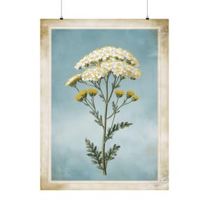 Impresión botánica de milenrama / Ilustración vintage / Arte de herbario antiguo / Decoración de fondo azul / Arte mural rústico / Regalo floral amarillo