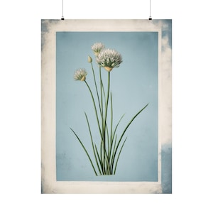 Impresión botánica de cebollino / Ilustración floral vintage / Arte de herbario antiguo / Decoración vintage / Arte mural rústico / Regalo para jardineros