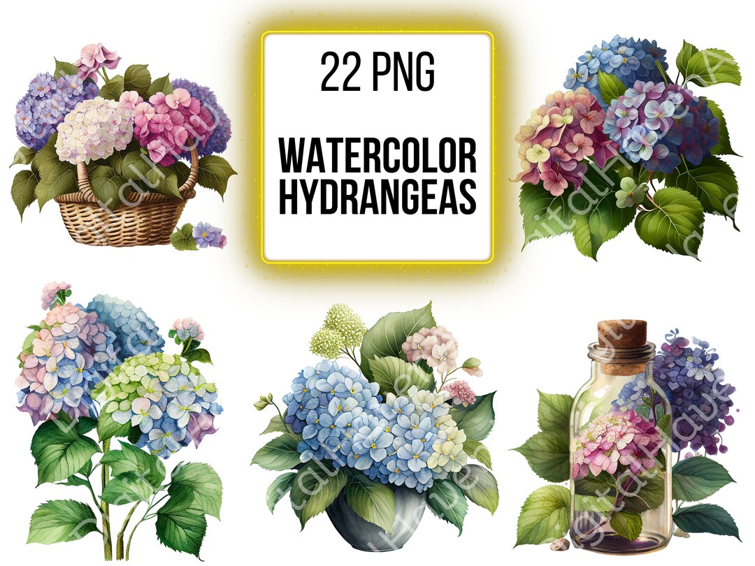 Clipart Flower PNG Floral Hydrangea Clip Art Bundle Watercolor Flower ...