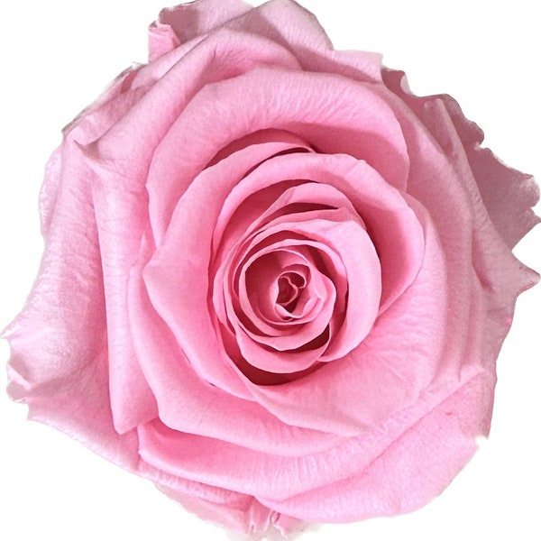 Real Preserved Roses wholesaled from Ecuador that last three years, 16 pc Pink Roses that last, Forever Roses, long lasting roses